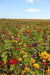 《女神异闻录6》将有双面剧情 有海量自定义DLC